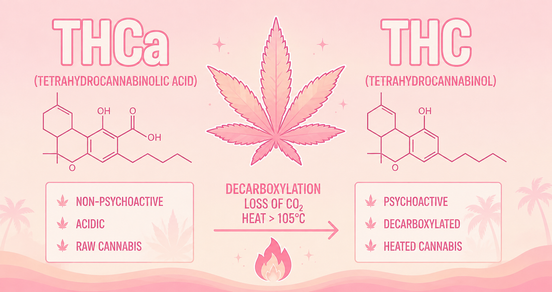THCA VS THC