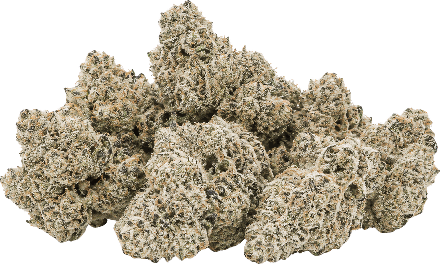 Frosty Shorty flower